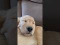 Puppy cuddle time! #dogs #funny #bestfriend #goldenretriever #sleep