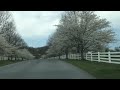 Short Drive through Mt Airy Neighborhood Lined with Cherry Trees