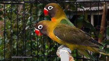 Lovebird Chirping & Singing Sounds - Young Green Personata & Young Olive Personata