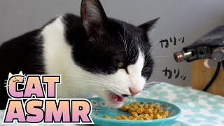 ASMRCat eating crunchy food [chewing sound].