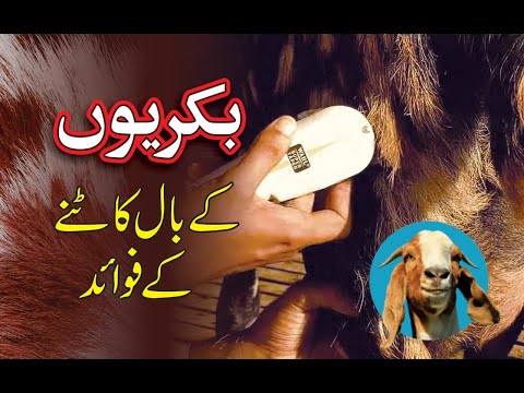 Goat Hair Cutting Benefits /بکریوں کے بال کاٹنے کے فوائد