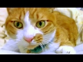 飼い主を大爆笑させる猫① ストーカー猫？ 鳴き声だけで笑えるw茶トラ猫【話すおもしろ猫！？マック】　- Stalking Cat laugh owner. lol. Funny cat Mac!