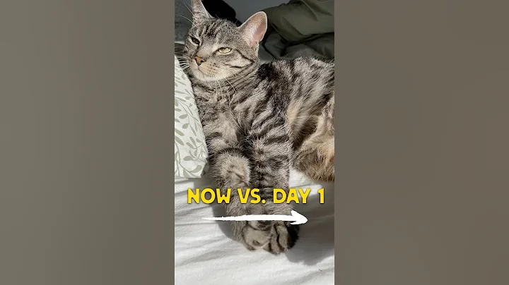 Watch the video about Lapa Then & Now