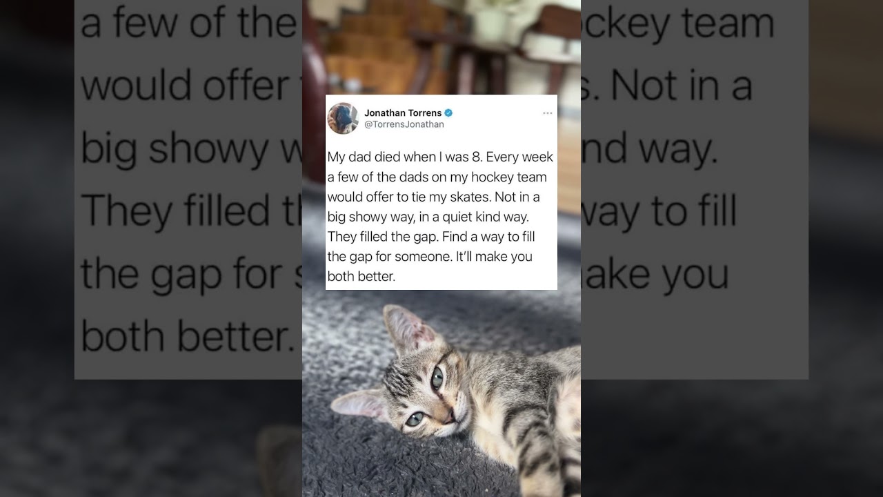 Kitty Bob Reacts to People Stories Online | 