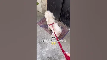 موسوس النضافة يجي لهون فورا اكسبلور اكسبلور Explore Dog ترند Pov Fypシ Lattakia 