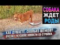 Делаем прогнозы сколько будет щенков у Лиры и ждем роды! У Пчелки опух глаз! Новости со стройки.