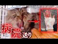 元野良で長毛猫の人馴れ訓練中に指を噛まれ流血…病院送りにされました