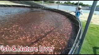 Tilapia culture# biofloc technology# intensive aquaculture system