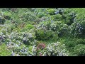 下田公園 あじさい祭(6月1日~6月30日)
