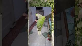 my lucy sharabi parrot