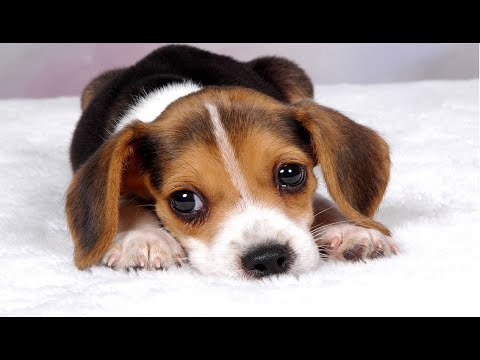 Самые милые животные❤️Самые смешные животные Tik Tok #2❤️TOP ПОДБОРКА ПРО ЖИВОТНЫХ❤️