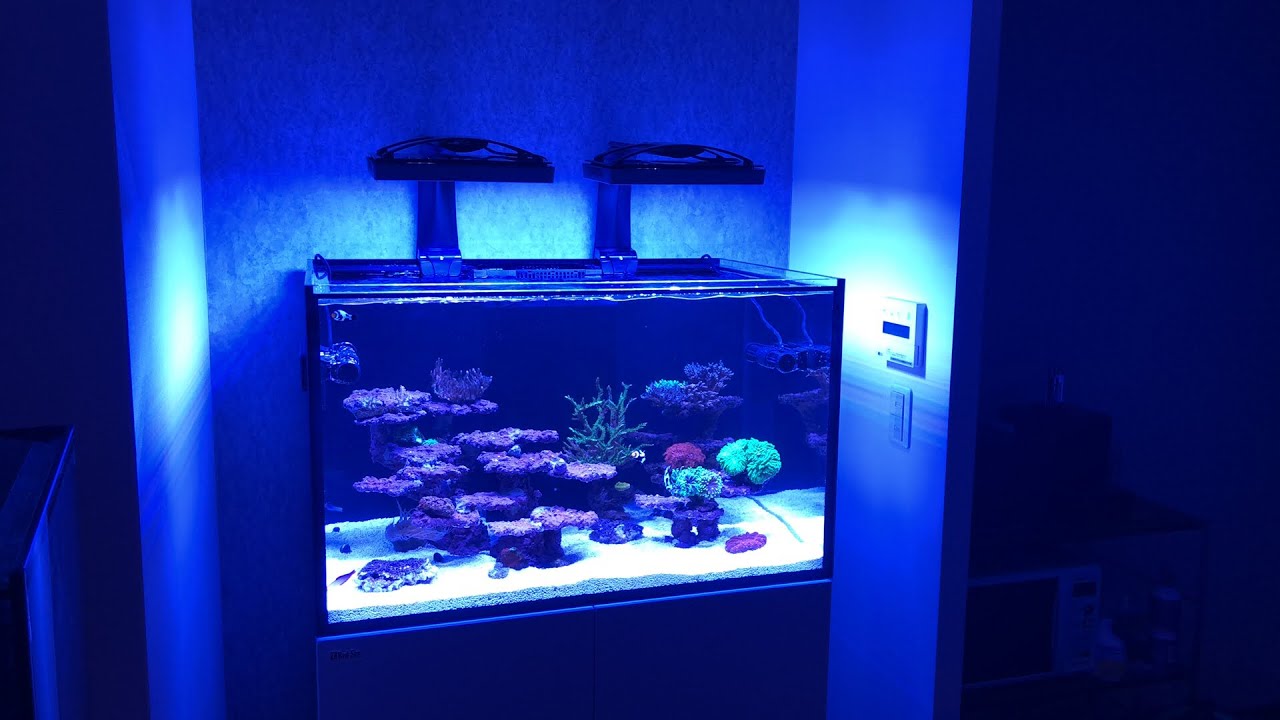 REEFER G2 300！水槽お引越しレイアウト！