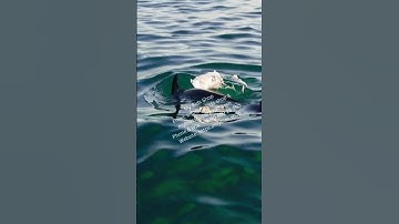 Tender Consultancy |   Consultancy Services  |  Partner in Winning Tenders | PAN India Service |