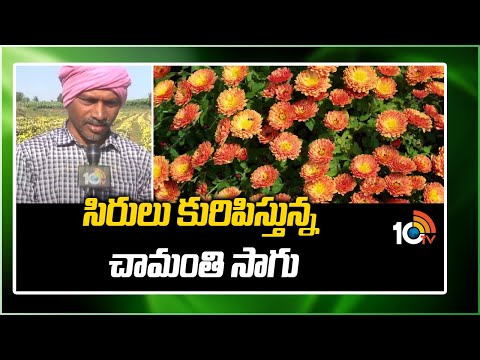 సిరులు కురిపిస్తున్న చామంతి సాగు | Huge Profits to Chrysanthemum Cultivation | Matti Manishi | 10tv - 10TVNEWSTELUGU