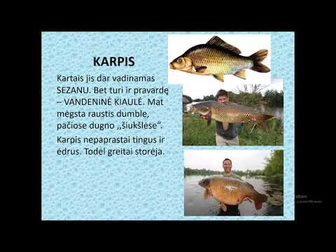 Video: Gunzon žuvis Mutavo Ir Prisitaikė Prie Vandenyje Esančių Nuodų. - Alternatyvus Vaizdas
