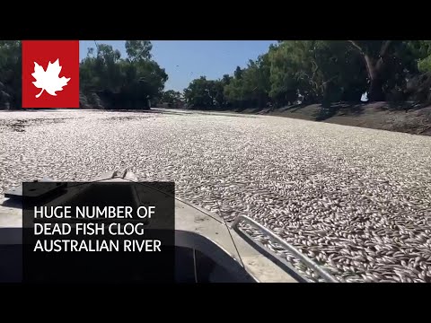 Millions of dead fish clog Australian river