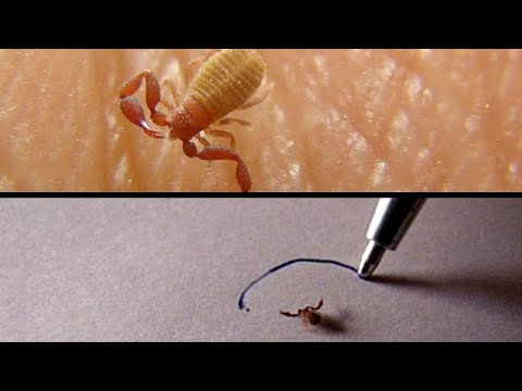 Book scorpion don't like ink. Pseudoscorpion - insect - Micro monster .- close up | Wildlife insects