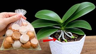 سماد قشر البيض للأوركيد! يُساعد على نمو جذور جديدة بسرعة ويُزهر على مدار السنة screenshot 5