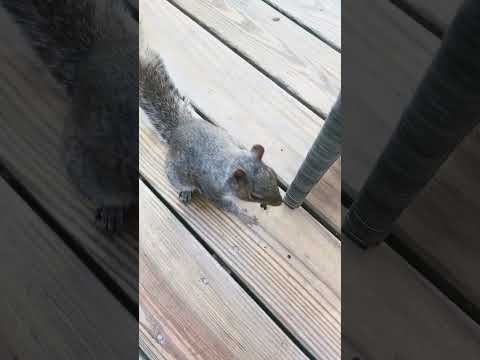 Chip is getting picky about his nuts.