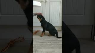 Puppy Training At 8 Weeks Old