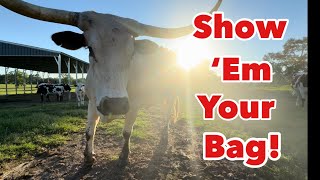 It’s Time For a Bag Report | Pregnant Longhorns