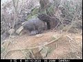 Wombats and Devils sharing Burrow