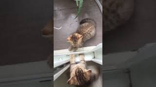 Fighting Cats