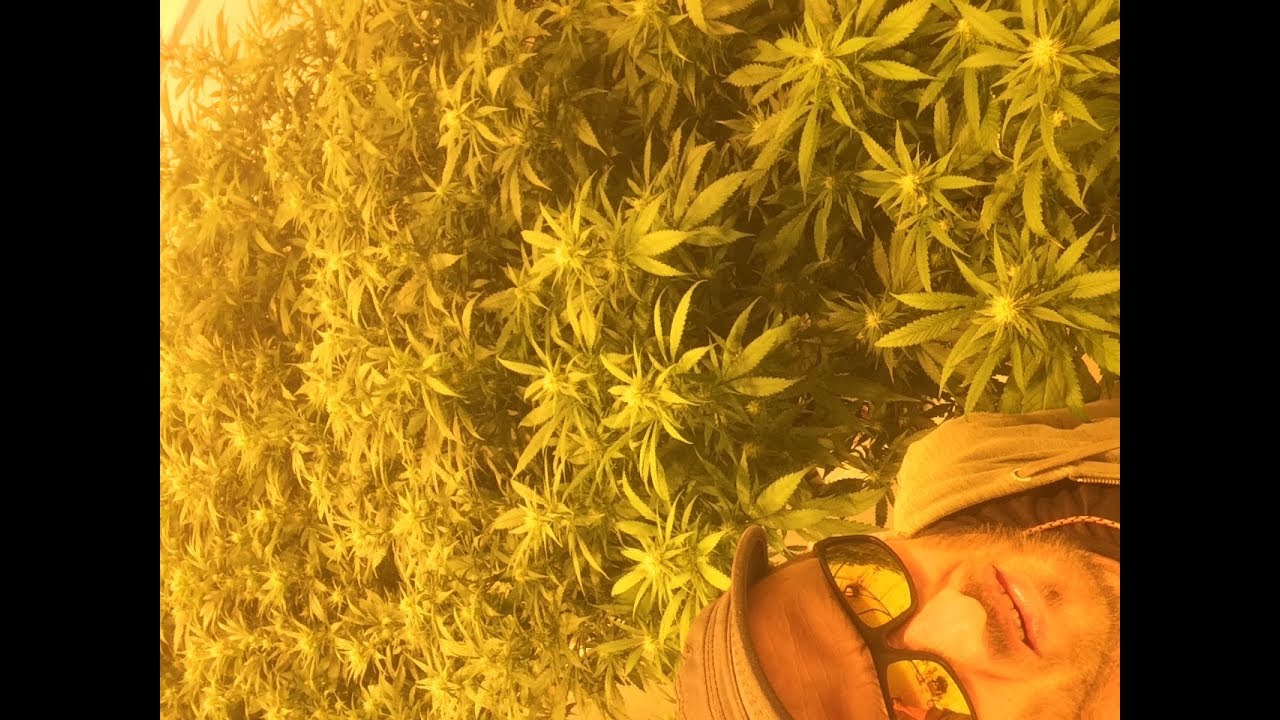 Aquaponic CBD Marijuana