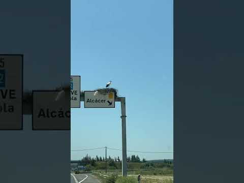 АИСТ НА КРЫШЕ