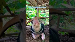 Download Lagu Kerbau mengikuti instruksi duduk #fyp #bufallo #kerbau #trâu MP3 Download Lagu Kerbau mengikuti instruksi duduk #fyp #bufallo #kerbau #trâu MP3