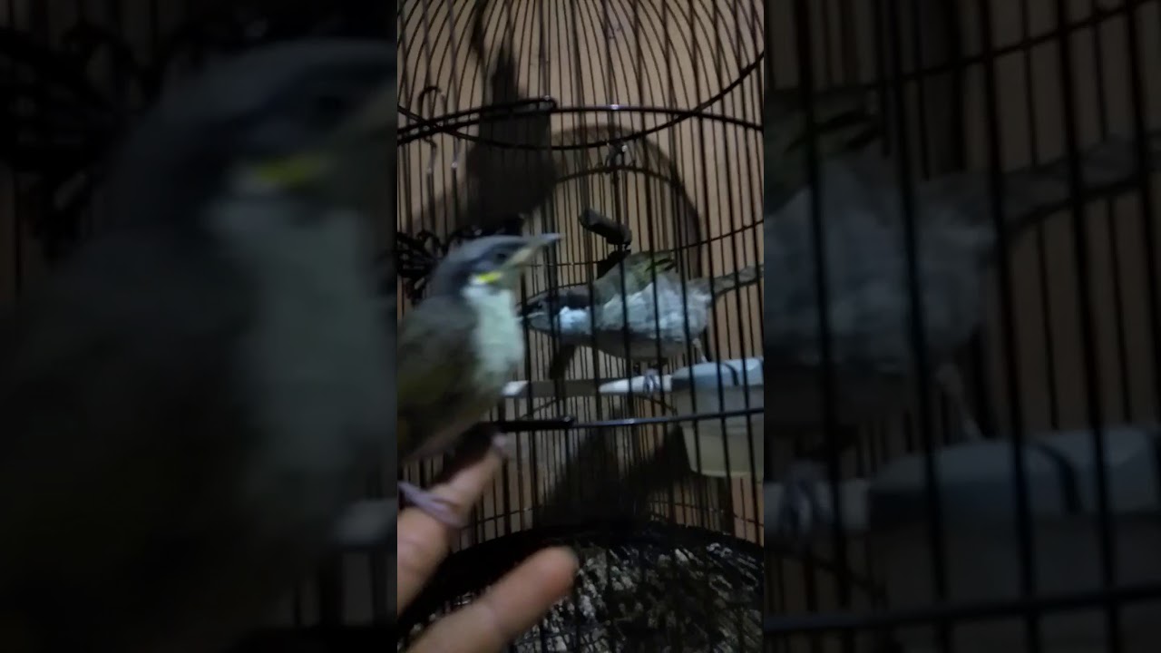 Cucak pantai papua birahi siap kawin,,,rafi jawa 