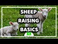 How to Raise Sheep