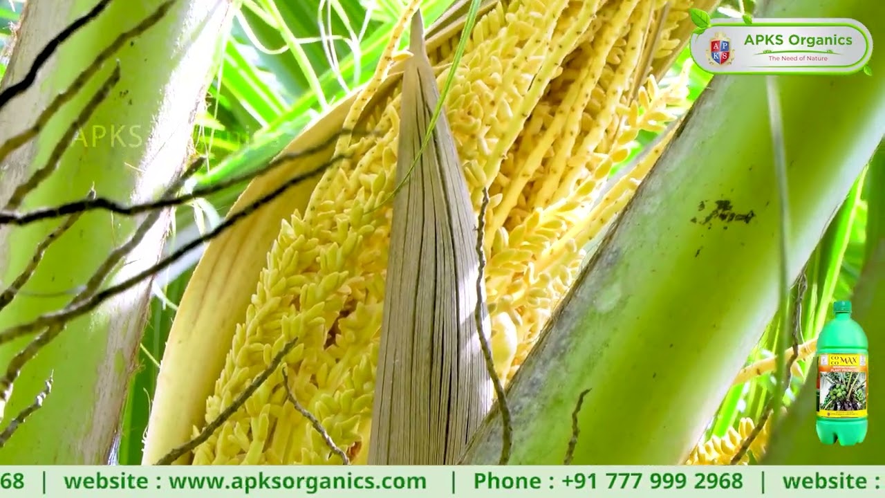 Coconut Online Farmer Mr. Sujay giving feedback about our Products