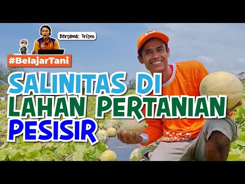 #BelajarTani Eps 57: Bagaimana Kondisi Salinitas di Lahan Pertanian Pesisir?