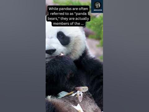 🐼 Unbearable Truth: Pandas Aren't Actually Bears! #shorts - YouTube