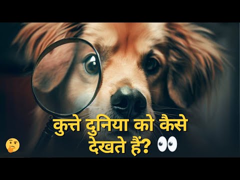 वीडियो: क्या होता है अगर एक कुत्ता शराब पीता है?