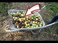 Сделайте это с опавшими яблоками на даче для отличного компоста на следующий год!