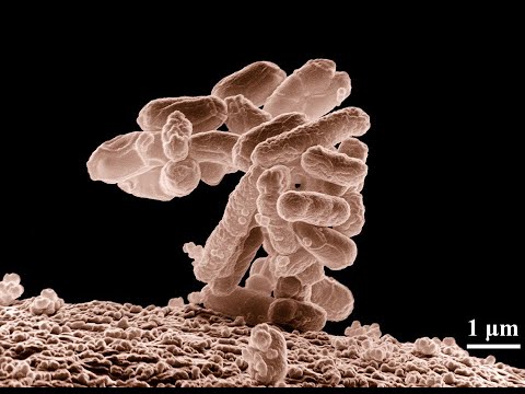 Video: Nazývají se bakterie způsobující onemocnění?