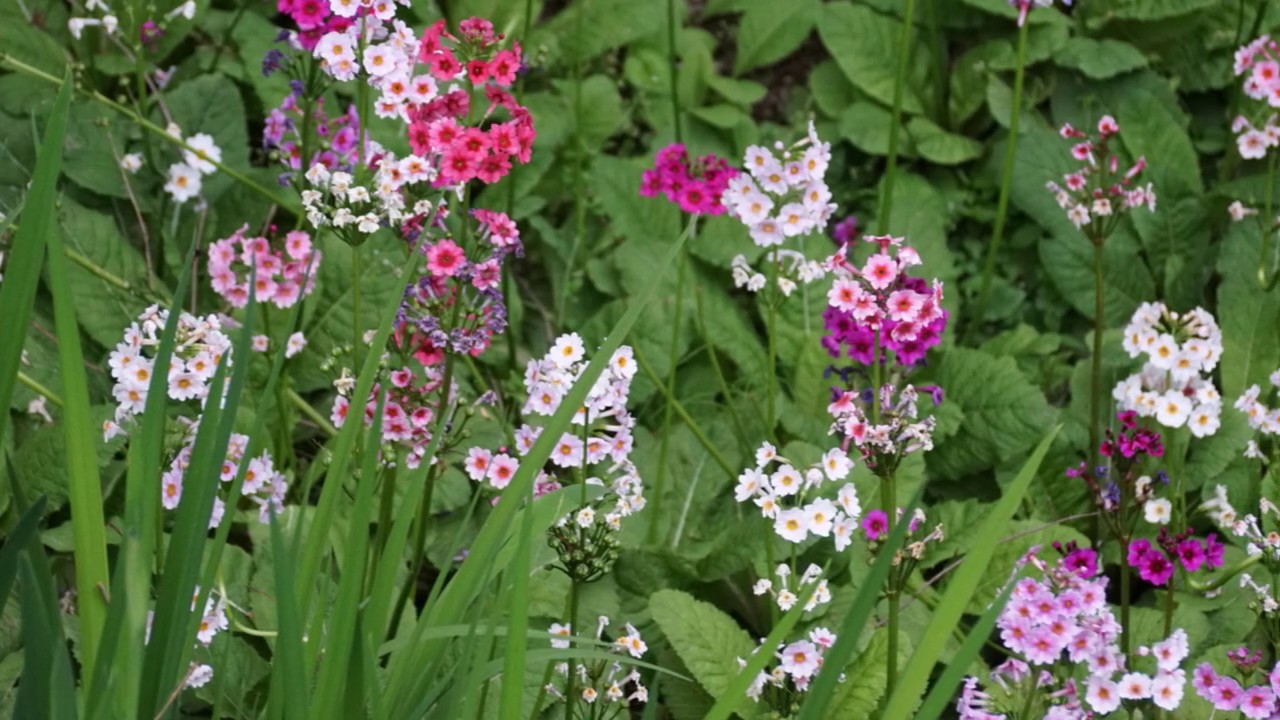 In the Garden - Elvis Presley: 한택식물원 - YouTube