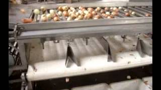 auto loading rolling grading machine--sort by size