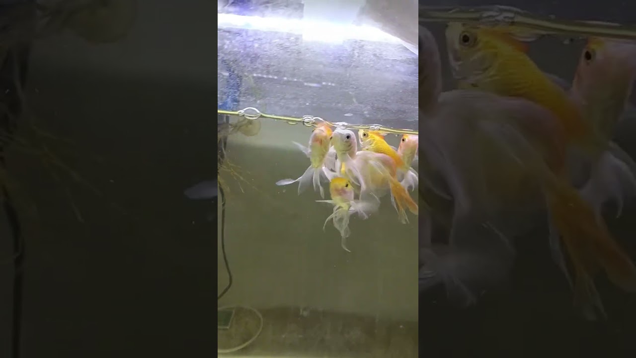 new fish in aquarium copper goldfish local Indian gold fish angelfish