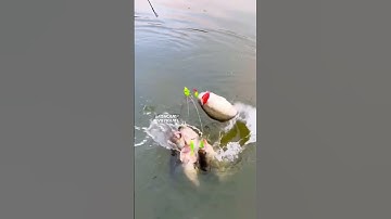 Lưỡi trùm nho câu cá siêu dính 5 trong 1 SIÊU HOT  2025 - Fishing hook #fishing #shorts