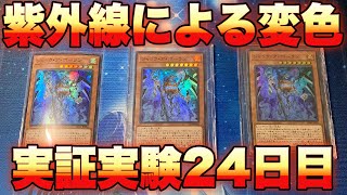 【遊戯王】日焼けによるガードの変色を防ぐ‼️UVカットサプライの性能実験‼️【24日目】