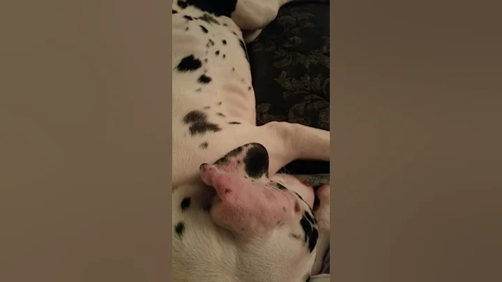 Great Dane Snoring