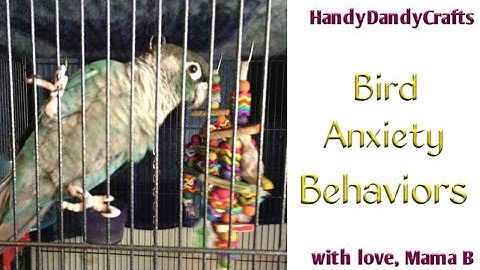 Bird Anxiety And Stress Behaviors - Learning The Body Language Of Birds