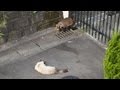 朝 ムジナを見張る猫