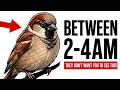 What Happens in Your Yard Between 2AM-4AM That Birds Don't Want You to See