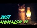 Best Animals Coub #11 | Лучшие кубы с животными №11 (Январь 2019)