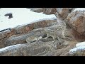 Mating Snow Leopards at Himachal Pradesh