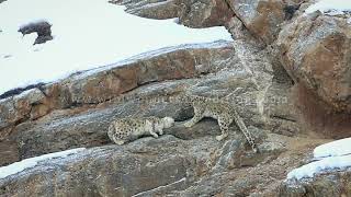 Mating Snow Leopards at Himachal Pradesh